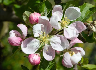 Baharda çiçek açan elma bahçesi
