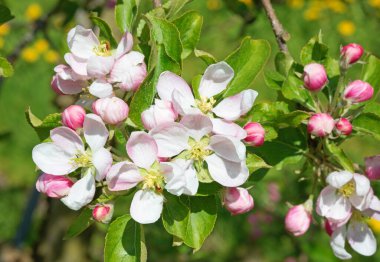 Baharda çiçek açan elma bahçesi