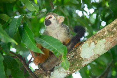 Cute Squirrel monkey in the captivity