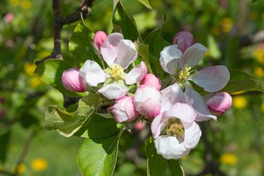 Baharda çiçek açan elma bahçesi