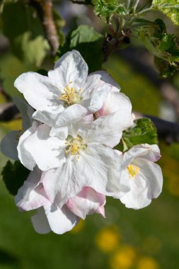 Baharda çiçek açan elma bahçesi