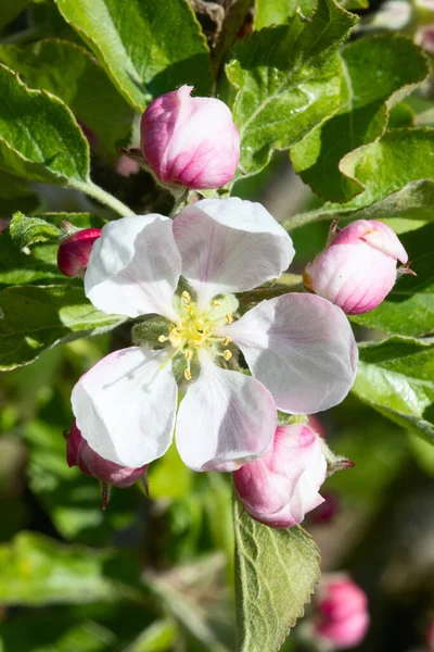 Blossoming Apple Garden Spring — Stock Photo, Image