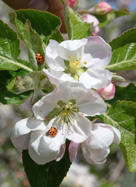 Floreciente Jardín Manzanas Primavera —  Fotos de Stock
