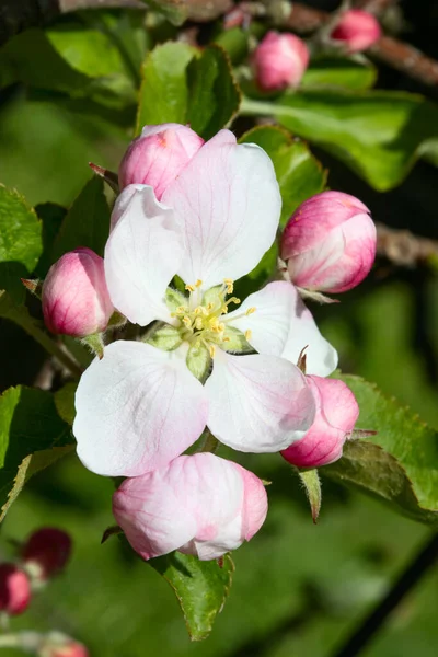 Floreciente Jardín Manzanas Primavera — Foto de Stock