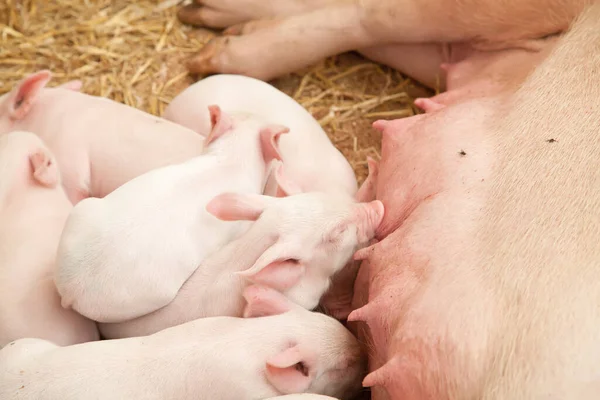 Young Pigs Sleeping Barn — Stock Photo, Image