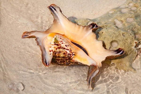 Sea Shell Shore — Stock Photo, Image