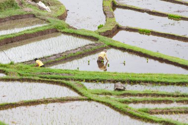 pirinç tarlaları, pirinç için hazırlanmış. Bali, Endonezya