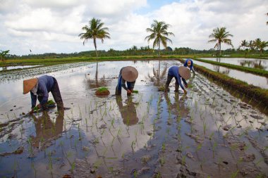 pirinç tarlaları, pirinç için hazırlanmış. Bali, Endonezya