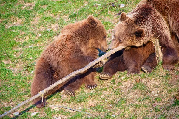 Młody Niedźwiedź Brunatny Bern Zoo — Zdjęcie stockowe