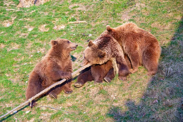 Μικρά Καφέ Αρκούδα Στο Ζωολογικό Κήπο Βέρνη — Φωτογραφία Αρχείου
