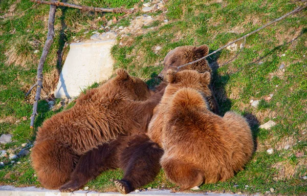 Oso Pardo Joven Zoológico Berna —  Fotos de Stock