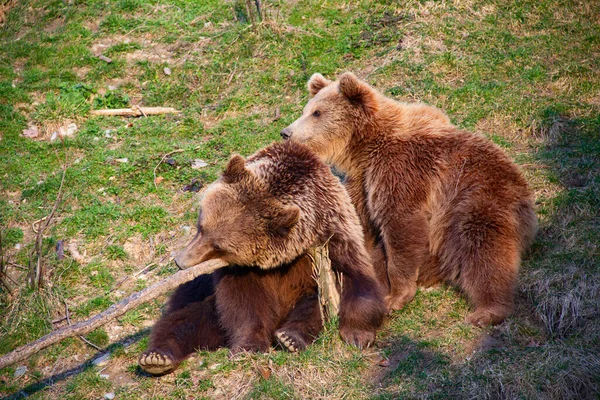 Молодий Коричневий Ведмедя Зоопарку Берн — стокове фото