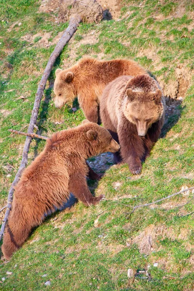 Μικρά Καφέ Αρκούδα Στο Ζωολογικό Κήπο Βέρνη — Φωτογραφία Αρχείου