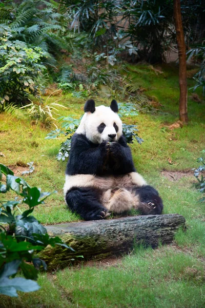 ジャイアントパンダは笹の葉を食べる — ストック写真
