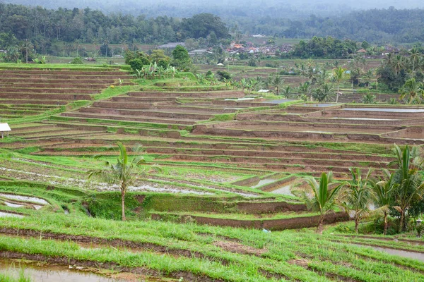 Ορυζώνες Έτοιμη Για Ρύζι Μπαλί Ινδονησία — Φωτογραφία Αρχείου