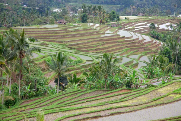 Rizsföldek Felkészülve Rizs Bali Indonézia — Stock Fotó
