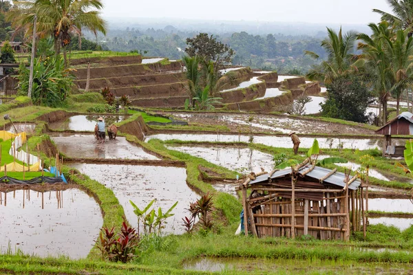 Pól Ryżowych Przygotowane Ryżu Bali Indonezja — Zdjęcie stockowe