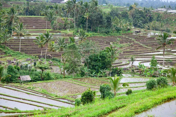 Des Rizières Préparées Pour Riz Bali Indonésie — Photo
