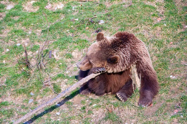 年轻棕色伯尔尼动物园里的熊 — 图库照片