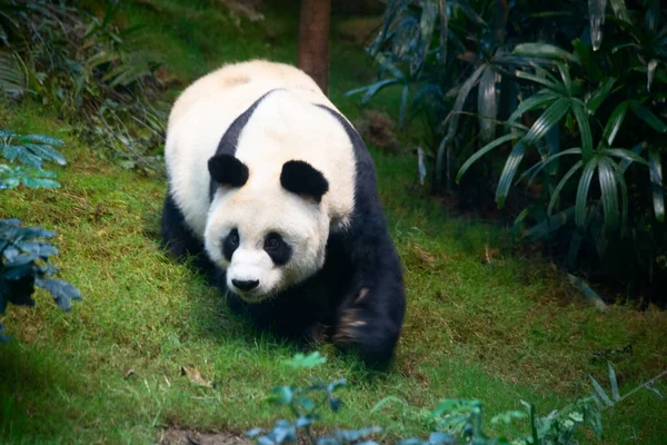 Oso Panda Gigante Comiendo Hojas Bambú —  Fotos de Stock