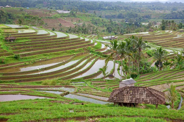 水稻的准备 印尼峇里岛 — 图库照片