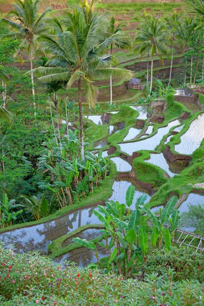 Reisfelder Die Für Reis Vorbereitet Werden Bali Indonesien — Stockfoto