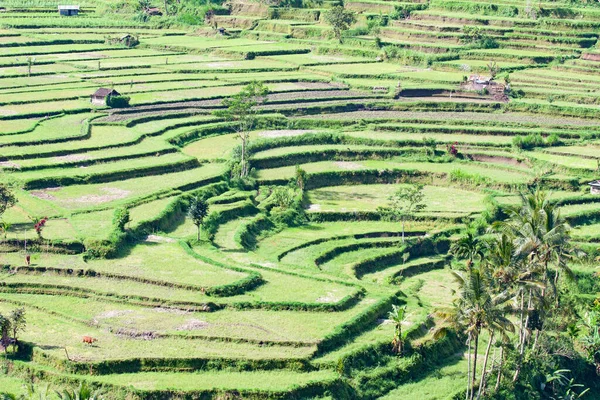 Pirinç Tarlaları Pirinç Için Hazırlanmış Bali Endonezya — Stok fotoğraf