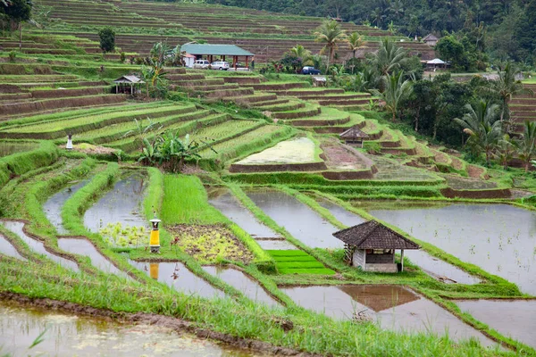 Рисовые Поля Приготовленные Риса Бали Индонезия — стоковое фото