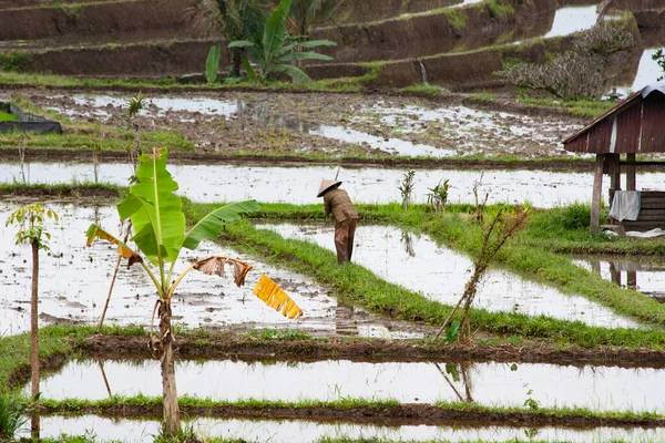 Riisipellot Valmiina Riisiä Varten Bali Indonesia — kuvapankkivalokuva