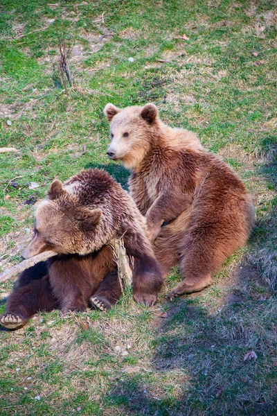 Mladý Medvěd Hnědý Bern Zoo — Stock fotografie