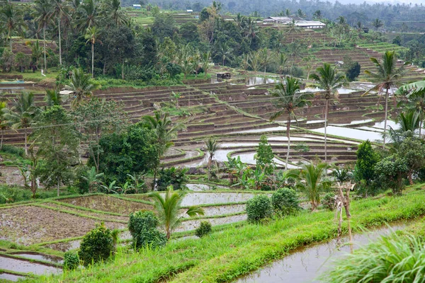 Reisfelder Die Für Reis Vorbereitet Werden Bali Indonesien — Stockfoto