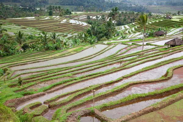 Rice Fields Prepared Rice Bali Indonesia — Stock Photo, Image