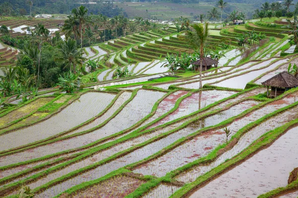 Rýžová Pole Připravené Pro Rýži Bali Indonésie — Stock fotografie