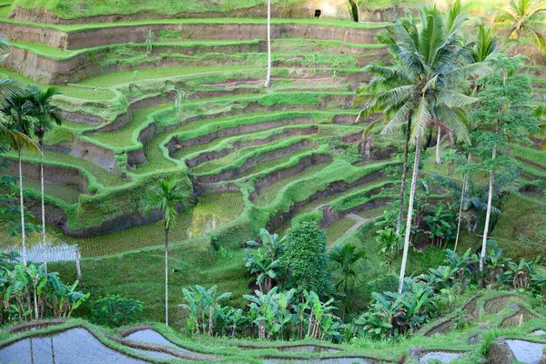 Rijstvelden Bereid Voor Rijst Bali Indonesië — Stockfoto