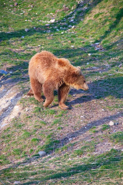 Urso Castanho Jovem Zoológico Berna — Fotografia de Stock