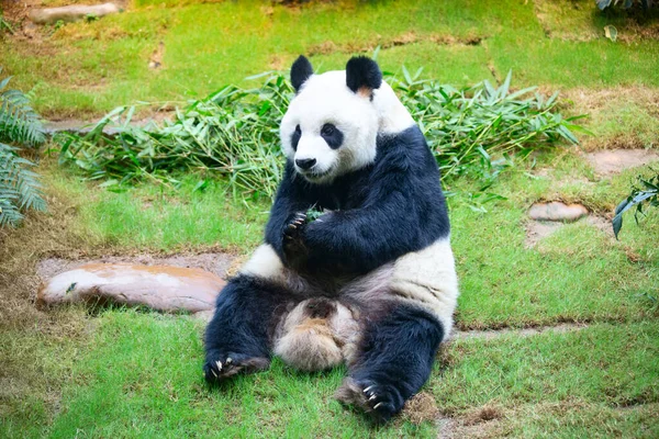 Oso Panda Gigante Comiendo Hojas Bambú — Foto de Stock