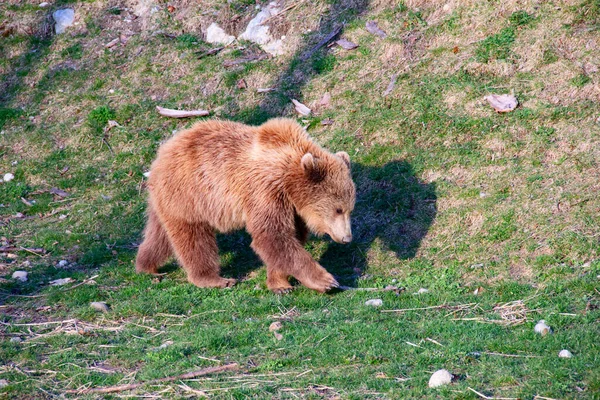 年轻棕色伯尔尼动物园里的熊 — 图库照片