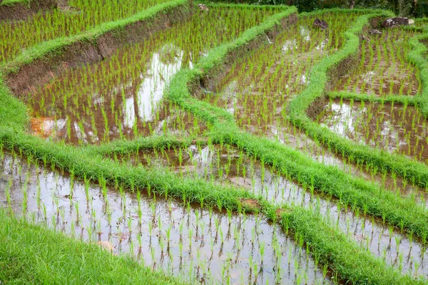 Рисовые Поля Приготовленные Риса Бали Индонезия Стоковая Картинка