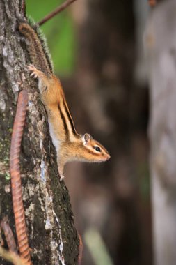 Small beautiful chipmunk in the forest on a tree. High quality photo clipart