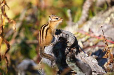 Small beautiful chipmunk in the forest on a tree. High quality photo clipart