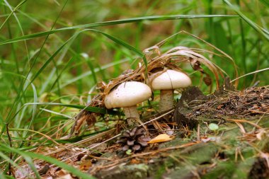boletus mushroom in the moss clipart