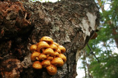 Yosun içinde boletus mantarı.