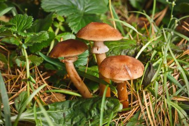 Yosun içinde boletus mantarı.