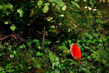 Yosun içinde boletus mantarı.