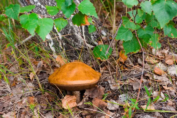 Yosun içinde boletus mantarı.