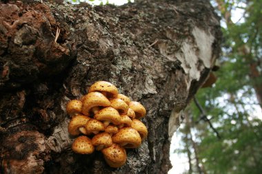 Yosun içinde boletus mantarı.