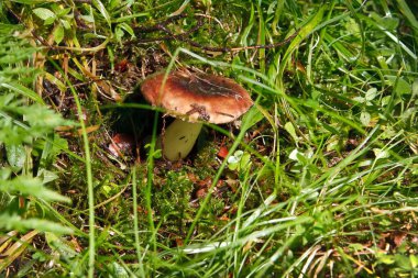 Yosun içinde boletus mantarı.