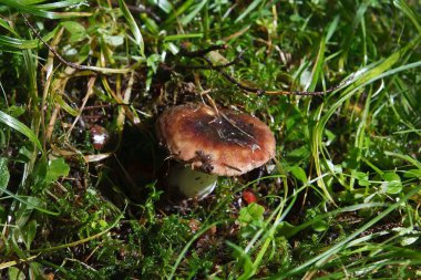 Yosun içinde boletus mantarı.