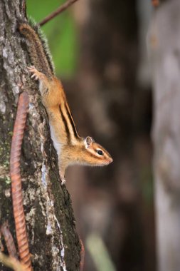 Small beautiful chipmunk in the forest on a tree. High quality photo