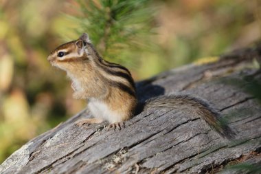 Small beautiful chipmunk in the forest on a tree. High quality photo clipart